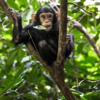 Chimpanzee-Trekking